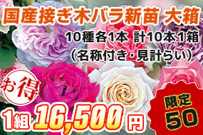 バラ　国産接ぎ木新苗大箱