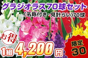 グラジオラス７０球セット