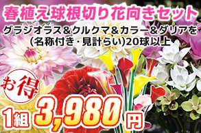 春植え球根切り花セット