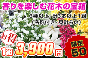 香りを楽しむ花木の宝箱