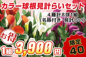 カラー見計らいセット