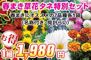 春まき草花特別セット