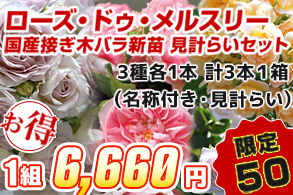 バラ　ローズ・ドゥ・メルスリー　国産接ぎ木新苗　見計らいセット