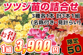 ツツジ苗の詰合せ