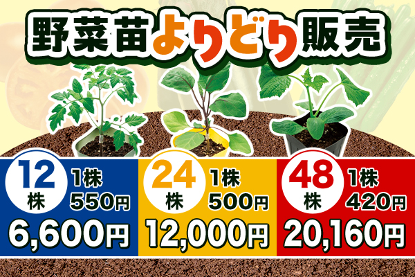 野菜苗よりどり