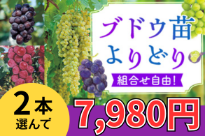 ぶどうよりどり販売