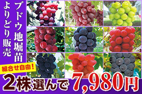 ぶどうよりどり