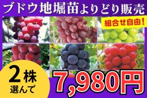ブドウ苗よりどり販売
