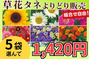 草花タネよりどり