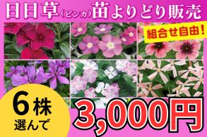 日日草 よりどり販売