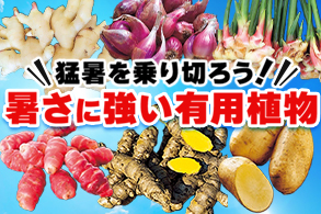 暑さに強い有用植物 