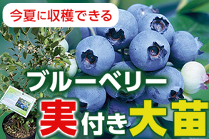 実付きブルーベリー