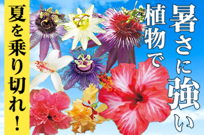 暑さに強い