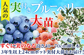 実付きブルーベリー