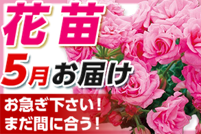 花苗5月お届け