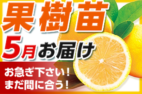 果樹苗5月お届け