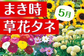 最新草花タネ