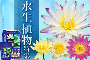 花苗5月お届け
