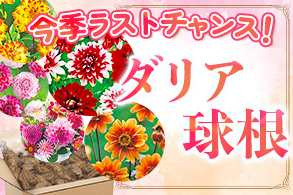 ダリア球根