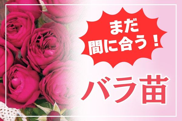 【まだ間に合う！】バラ苗
