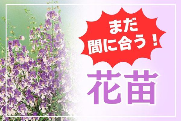 【まだ間に合う！】花苗