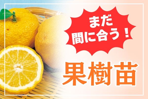 【まだ間に合う！】果樹苗