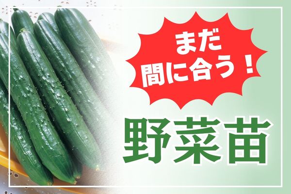 【まだ間に合う！】野菜苗