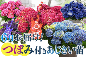 アジサイ
