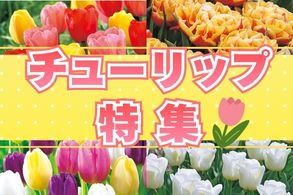 チューリップ