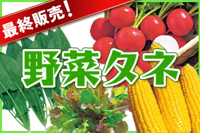 【最終販売！】野菜タネ