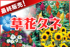 【最終販売！】草花タネ