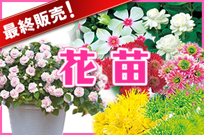 【最終販売！】花苗
