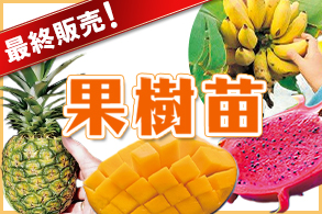 【最終販売！】果樹苗