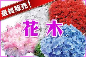 【最終販売！】花木