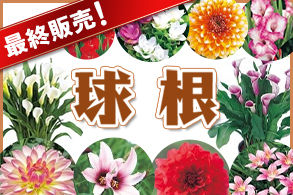 【最終販売！】球根