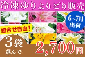 冷凍球根よりどり販売