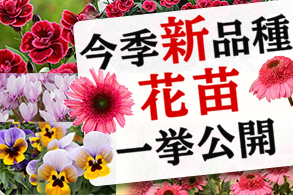 新品種花苗