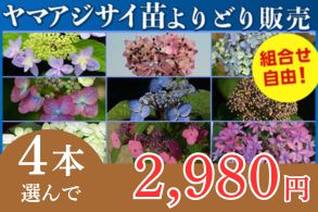ヤマアジサイ苗よりどり