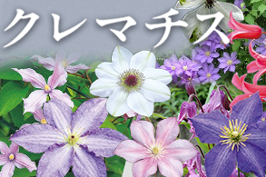 クレマチス