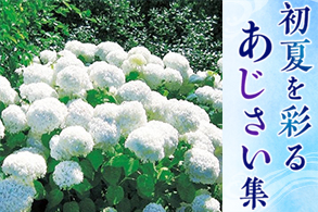 アジサイ