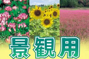 景観用