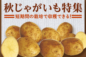 じゃがいも