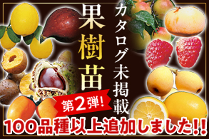 ガイド未掲載