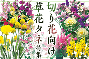 切り花向け草花種子特集