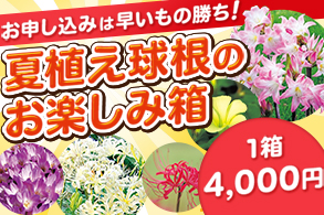 夏植え球根