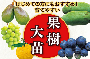 果樹大苗