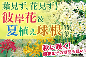 夏植え球根