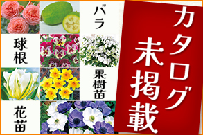 カタログ未掲載