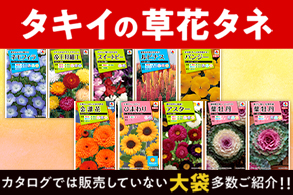 草花タネ大袋