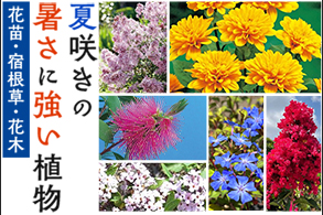 夏に咲く花